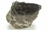 Bargain, Large Gerastos Trilobite Fossil - Morocco #323179-1